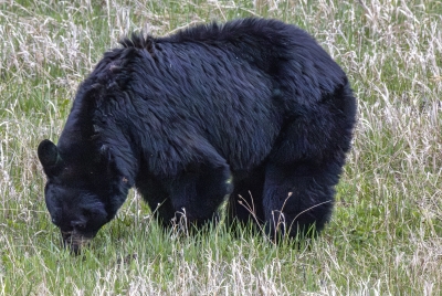 Mother Black Bear May 2025